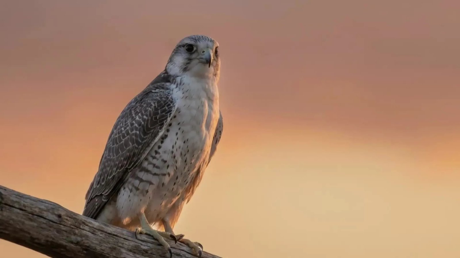 Caviar unveils UAE-inspired luxury iPhone 17 Pro editions with 24K gold and falcon-themed designs