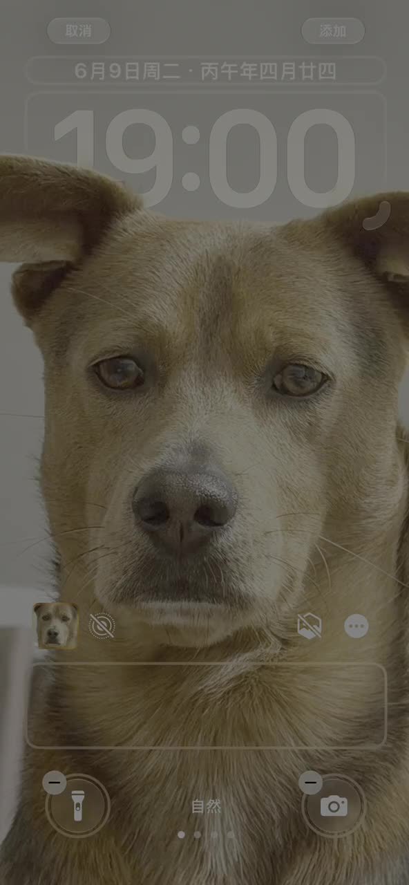 Some China-Market iPhones Gain AI Wallpaper Expansion After iOS 27 Beta Update